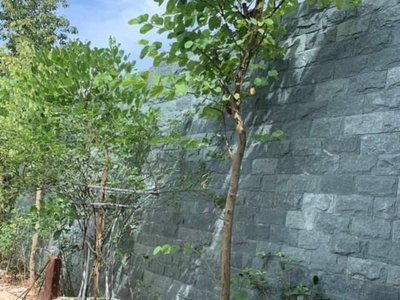 Đá tự nhiên bóc lồi xanh rêu ốp tường trang trí nội ngoại thất- Địa chỉ mua đá bóc xanh quận Hà Đông